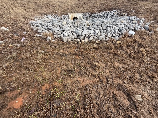 Removing Unwanted Vegetation